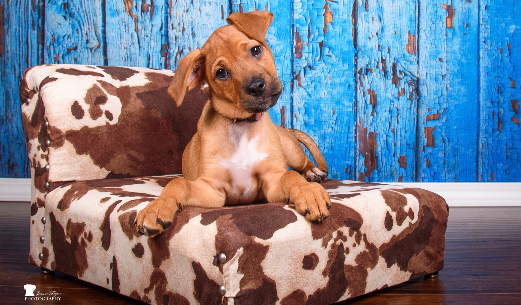 Libby and Mace's Place Animal Rescue