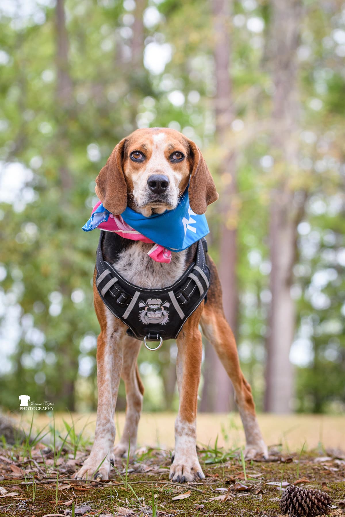 A rescue animal waiting for a forever home