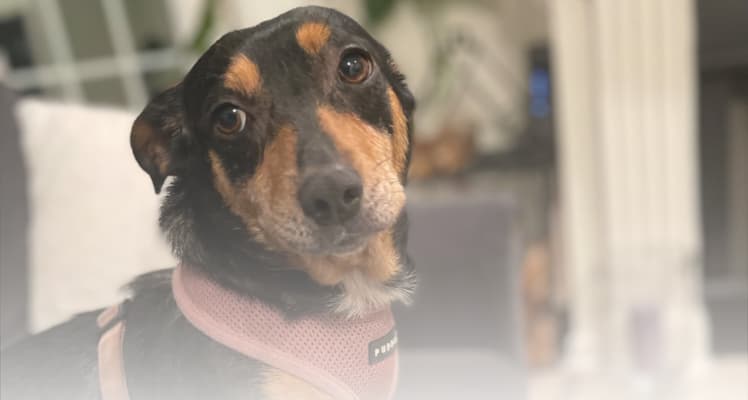 Volunteer and rescue animal moment