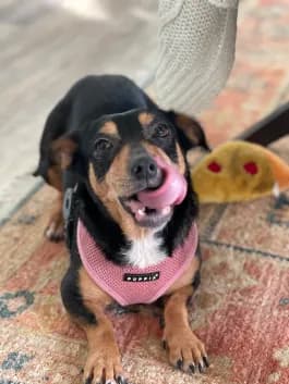 Sweet rescue animal at our rescue