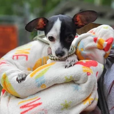 Volunteer holding a rescued puppy