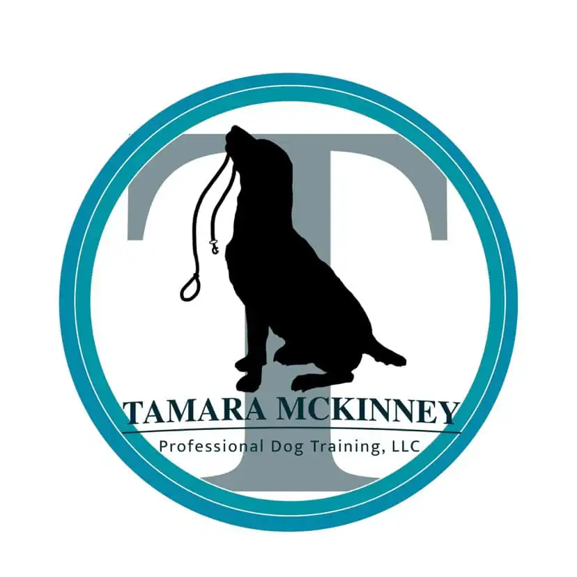 Rescue dog in foster care