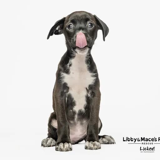 Rescue animal in care at Libby and Mace's Place
