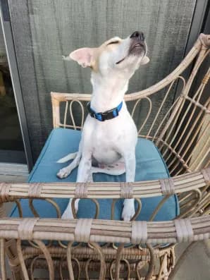 Rescue animal in foster care